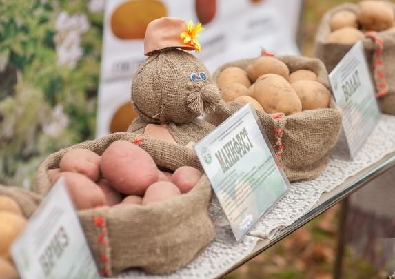 Картофель все сорта описание выращиваемые в белоруссии
