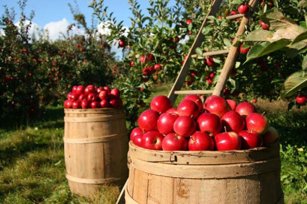 Стандартным сроком съема созревших плодов сорта яблони «Вишневая» считается сентябрь