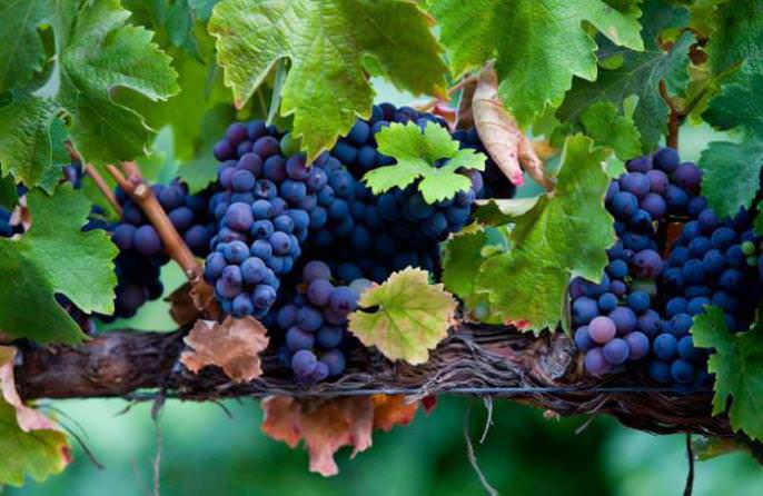 Для защиты виноградных кустов от болезней и вредителей необходимо проводить обработки в строго определенные сроки