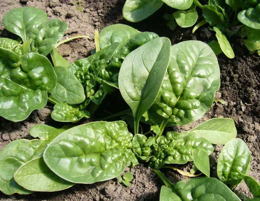 Выращивание шпината на даче: подходящие сорта, особенности агротехники,выбор почвы, посев, уход, удобрение, сбор урожая
