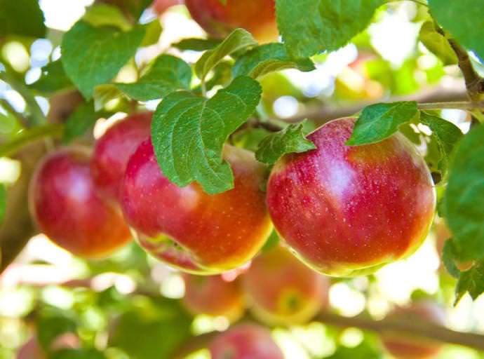 Сорт яблок авенариус фото и описание