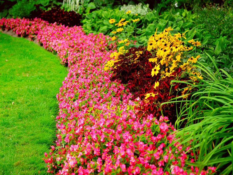 Цветы при посадке лучше окружить не другими цветами, а зеленью, которая создаст нужный фон, не отвлекая внимание на себя