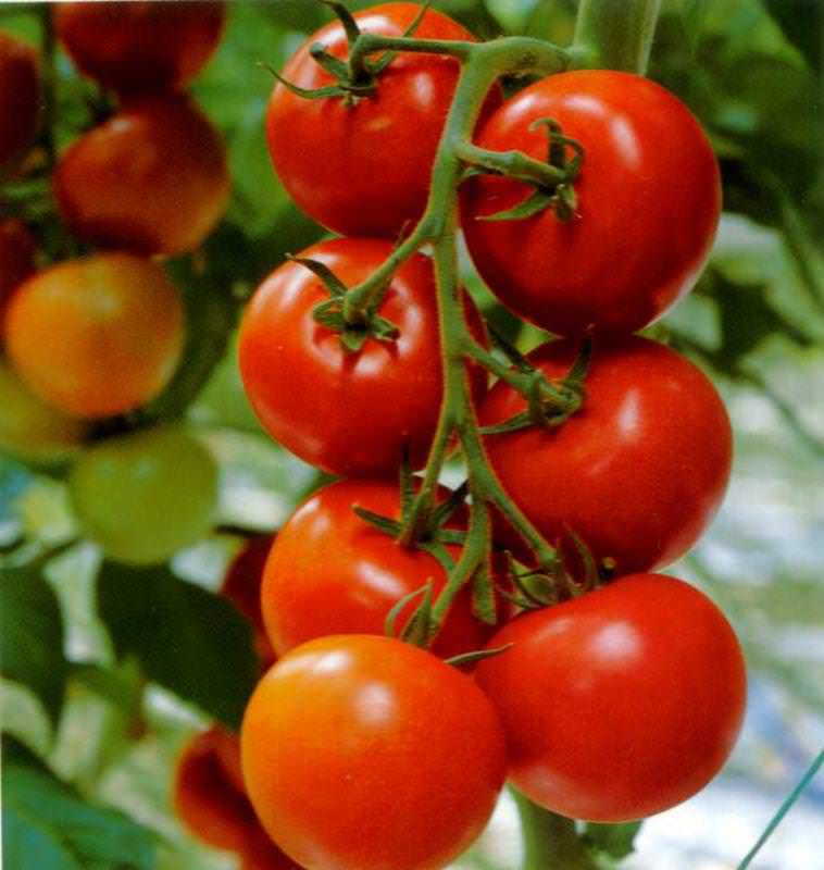 Лучшие сорта томатов для теплиц в 2018 году: описание, отзывы