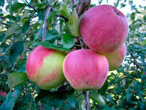 Популярные сорта яблок в России