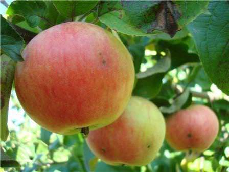 Популярные сорта яблок в России