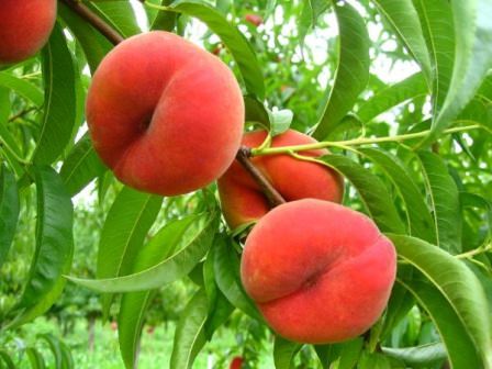 Сорт персика Киевский — хороший сорт для выращивания на даче