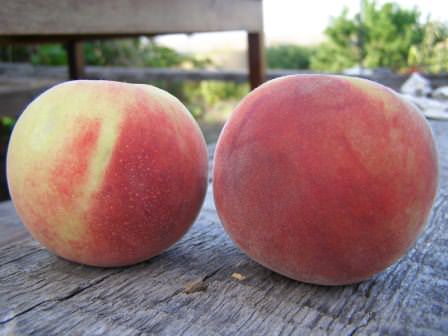 Сорт персика Редхейвен — отличный выбор для дачника, который хочет получать серьезный урожай