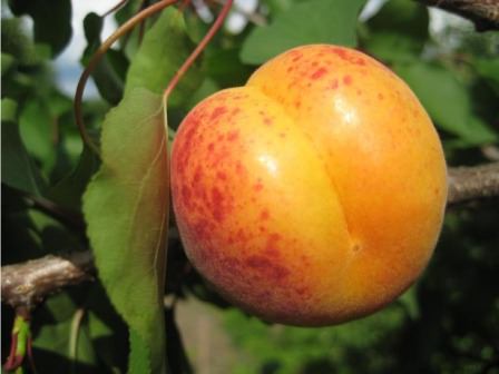Сорт абрикоса Мелитопольский ранний — отличная возможность уже в начале лета попробовать плоды