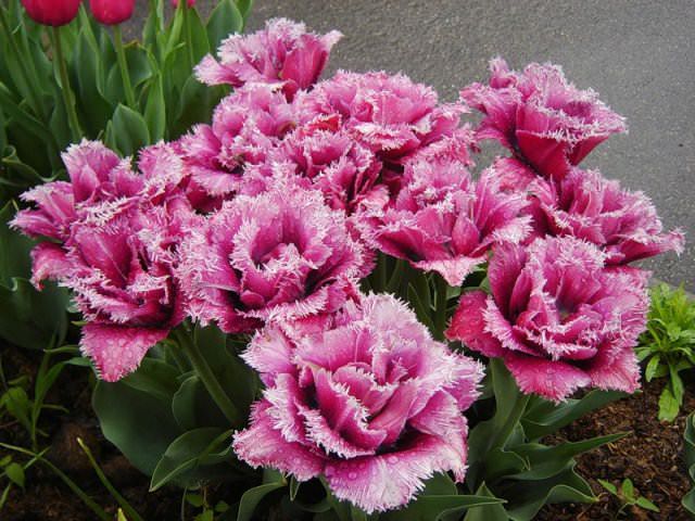 Махровые тюльпаны начинают цвести уже в апреле. Они нравятся по большей части из-за ярких цветков и того, что долго не вянут