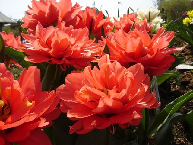 Пожалуй, вряд ли найдется тот, кто не радуется цветению тюльпана