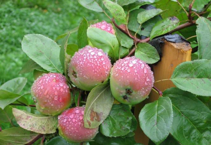 Яблони сорта «Вишневая» прекрасно растут и плодоносят в климатических условиях Центрального федерального округа