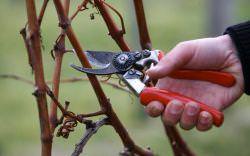 Подвязка и обрезка винограда весной: советы для начинающих