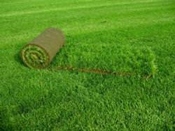 Рулонный газон: выбор и укладка своими руками
