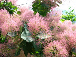 Скумпия: симпатичное и оригинальное растение для украшения сада