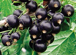Черная смородина - витамины с собственной дачи круглый год