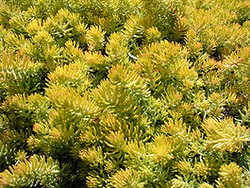 Очиток - растение множества видов для посадки на даче