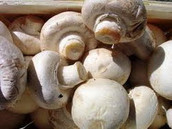 выращивание грибов в теплице
