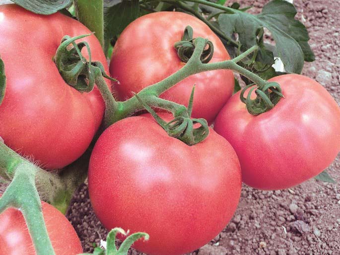Супердетерминантные сорта томатов относятся к категории наиболее скороспелых