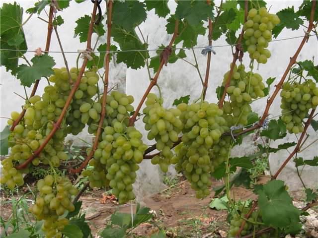 При соблюдении всех требований по уходу виноградные кусты выгодно отличаются сильным ростом