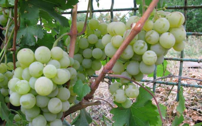 Лучшие сорта винограда молдавии: посадка и уход