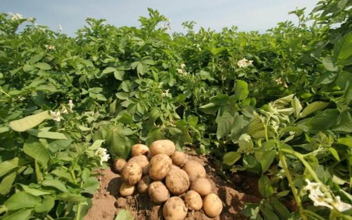 Для длительного хранения позднего картофеля очень большое значение имеет своевременная уборка урожая