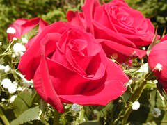 Розы в теплице: секреты выращивания королевы цветов в закрытом грунте