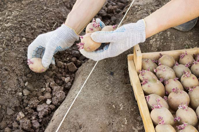 Картошка под лопату: как сажать, требования к участку, подготовка клубней,технология, уход после посадки