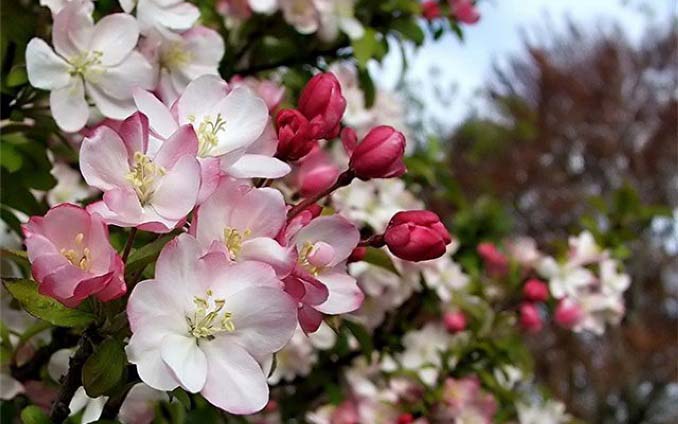 На этапе цветения яблоня «Слава победителям» весьма привлекательна