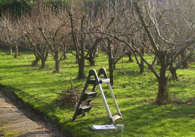 Яблони сорта «Услада» склонны к загущению ветвей, что требует проведения очень тщательной и грамотной обрезки