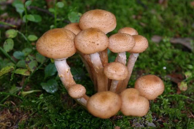 В поисках грибов в Самарской области: описание съедобных и ядовитых видов, места и сроки сбора