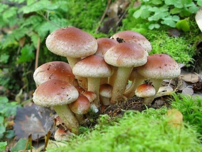 В поисках грибов в Самарской области: описание съедобных и ядовитых видов, места и сроки сбора