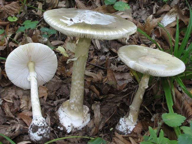 Сбор грибов: общие правила и советы начинающему грибнику