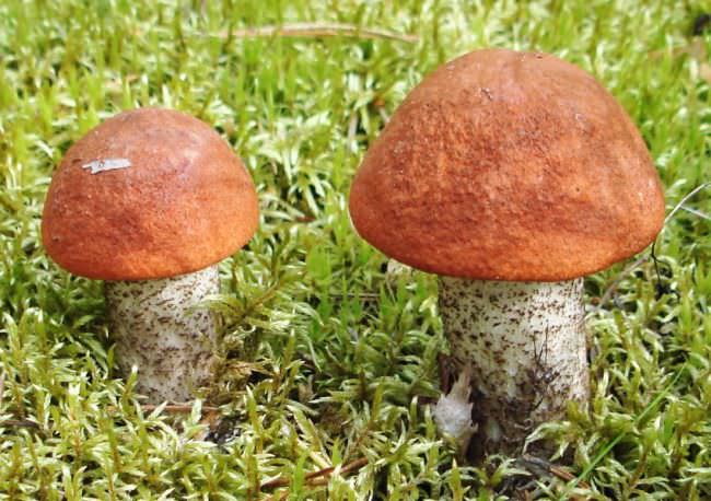 Все, что нужно знать о грибах Подмосковья