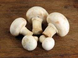 Шампиньоны: описание видов, польза и вред грибов