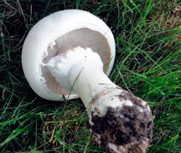 Шампиньоны: описание видов, польза и вред грибов