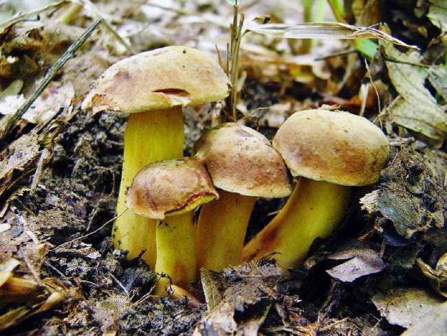Грибные места России: съедобные и ядовиты грибы Волгоградской области