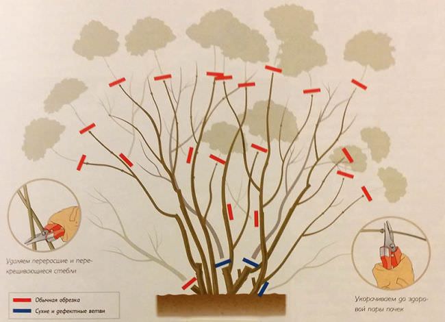 Гортензия: особенности посадки в открытый грунт, технология ухода и размножения
