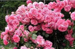 Уход и выращивание плетистой розы