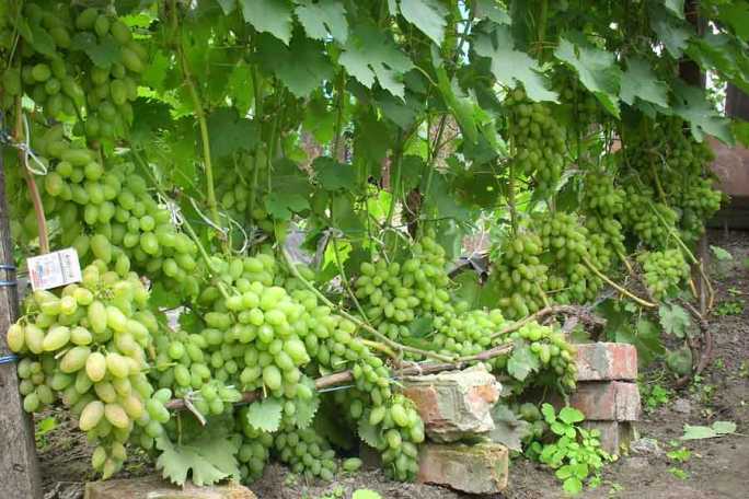 Виноград «Тимур» имеет превосходный товарный вид созревших виноградных кистей