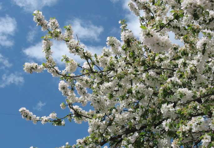 Цветение яблони «Джонаголд» наблюдается в средние сроки