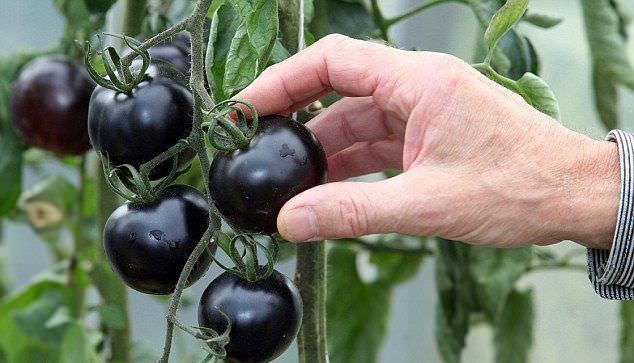 Сорта черных томатов