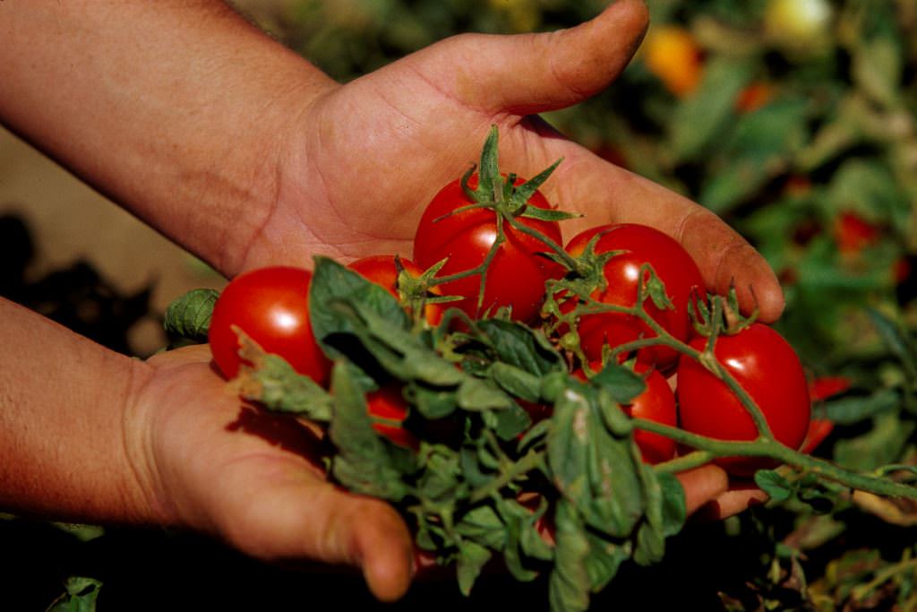 Выращивание томатов на даче