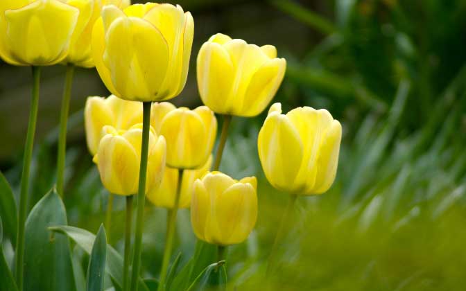 Тюльпаны жёлтого цвета выглядят радостно и беззаботно