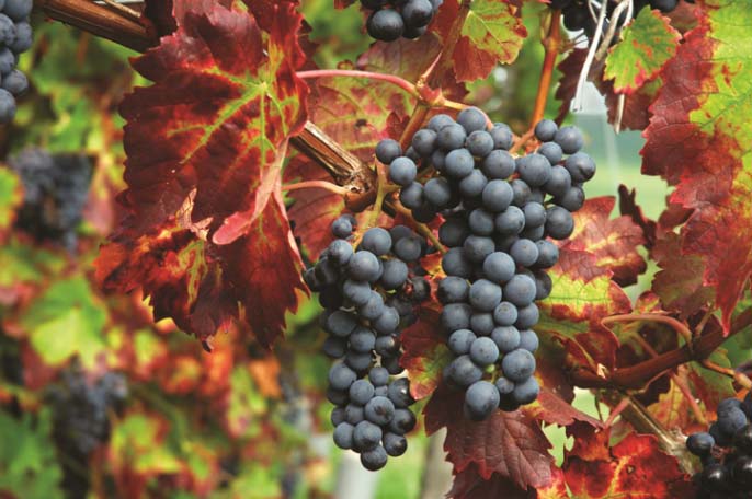 Виноград на кубани лучшие сорта: посадка и уход