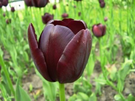 Цветение тюльпанов приходится обычно на май-июнь, хотя тенденция последних лет такова, что нередко тюльпаны расцветают на несколько недель раньше традиционных сроков