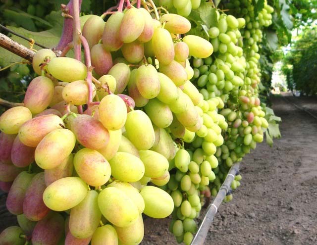 Межвидовая гибридная форма винограда «Преображение» уже обрела заслуженную востребованность и популярность