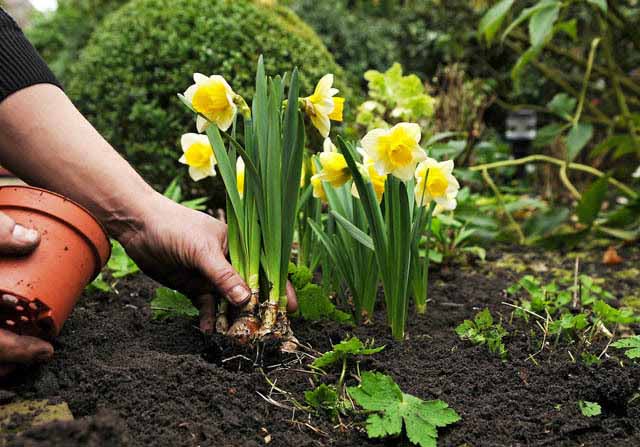 Опытные цветоводы довольно часто высаживают луковицы в цветочные горшки с землей, а затем в весенний период подросшие растения помещают непосредственно в грунт