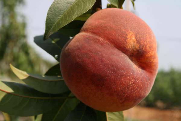 Персики характеризуются хорошей транспортабельностью и могут сохранять качественные и вкусовые характеристики