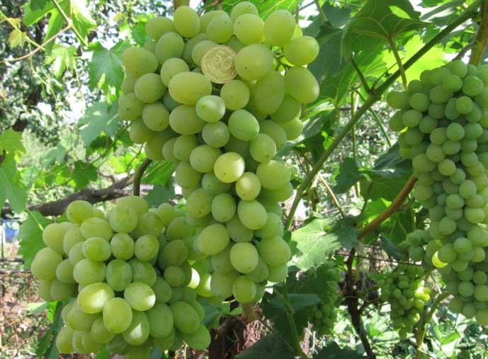 Побеги винограда «Феномен» характеризуются качественным вызреванием