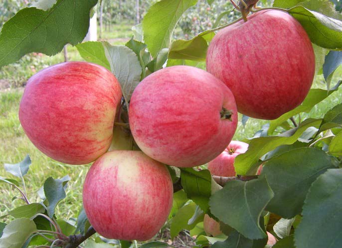 Главным достоинством яблони «Мечта» являются очень нарядные плоды с прекрасными вкусовыми показателями